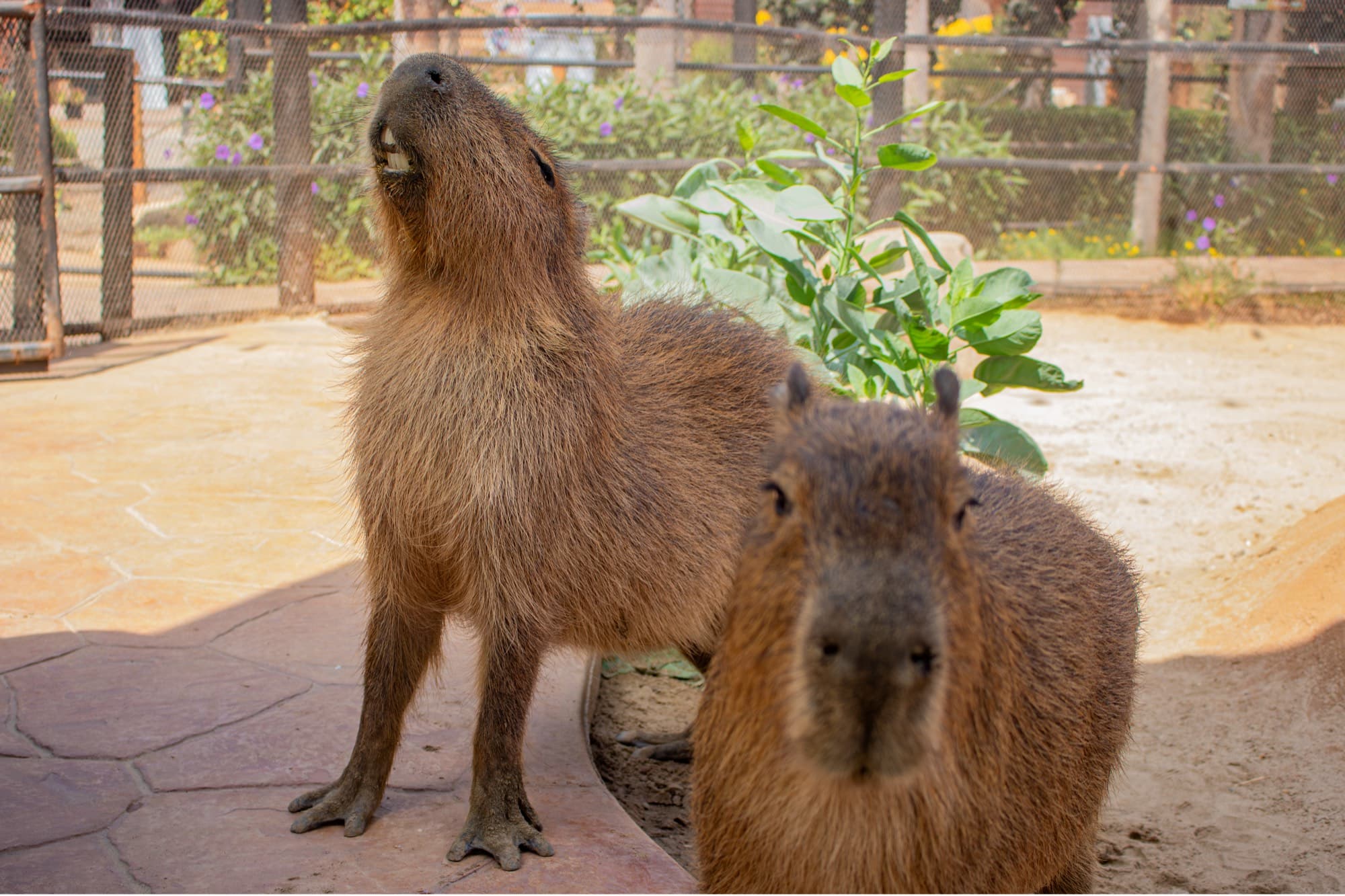 Capibaras · Descubre al roedor más grande del mundo en PAIPAI