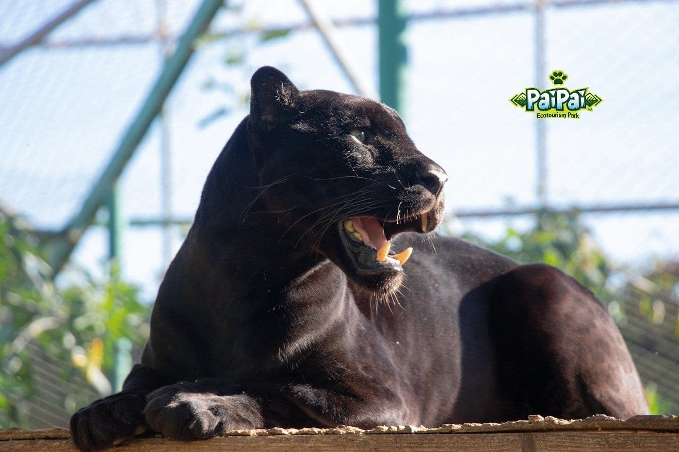 Jaguar negro (Panthera onca, variante melánica) mirando fijamente hacia cámara en PAIPAI Ecotourism Park.