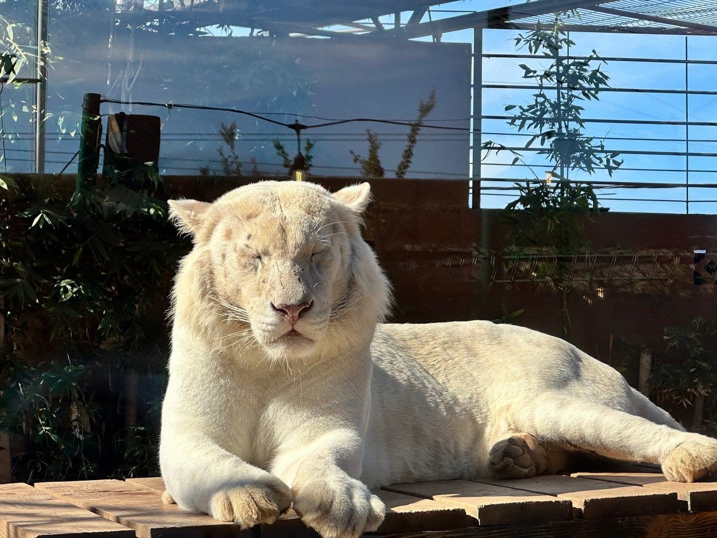 ¿Por qué hoy el león está durmiendo?