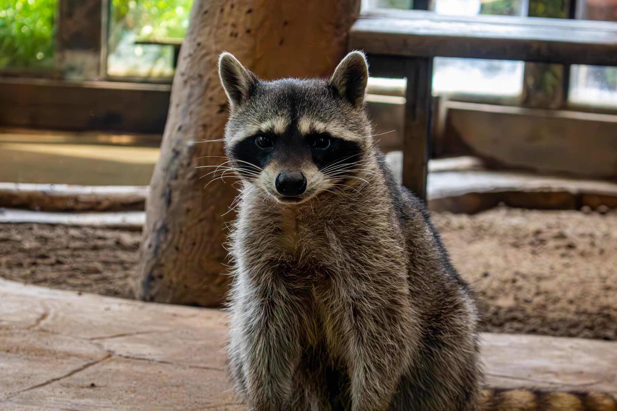 Mapaches · Mapache del norte en PAIPAI