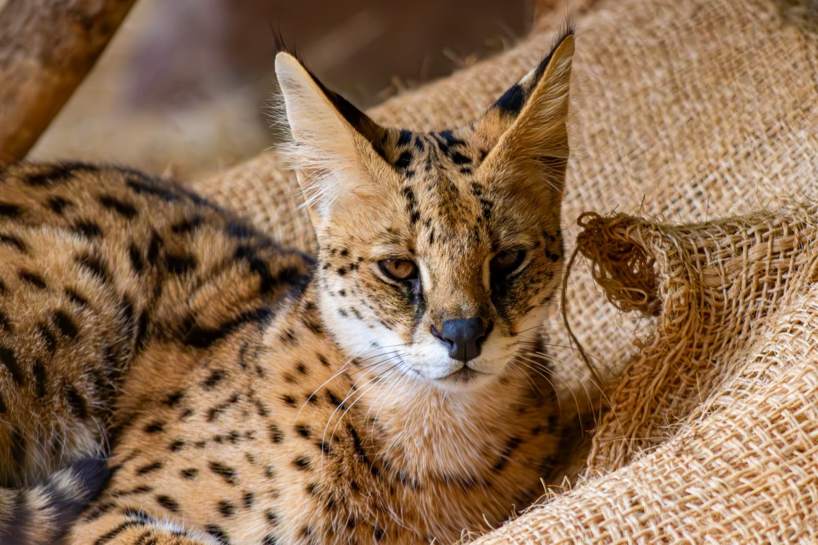 Maat · Serval · felino mediano en PAIPAI