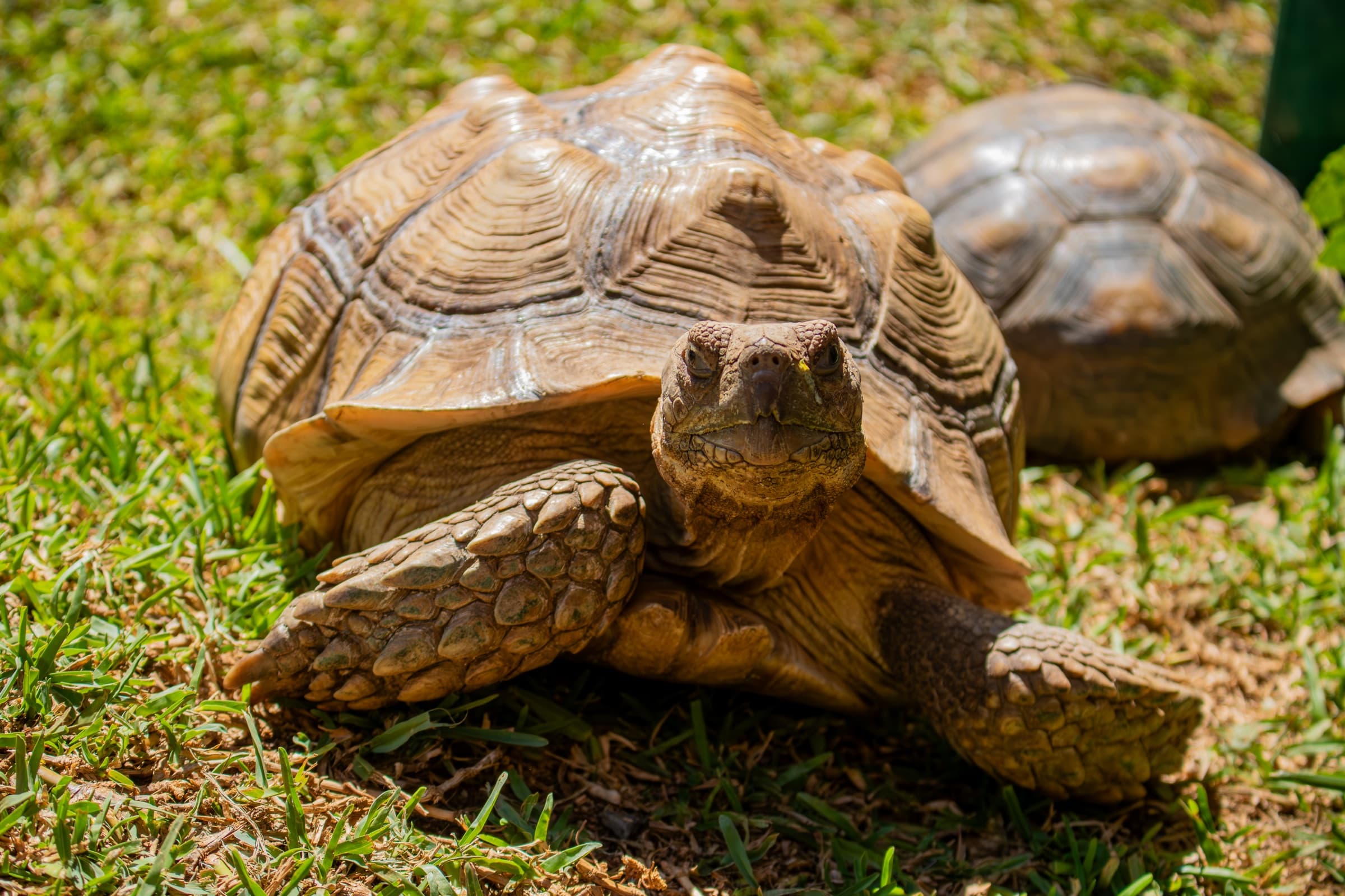 Tortugas · Tortuga sulcata en PAIPAI
