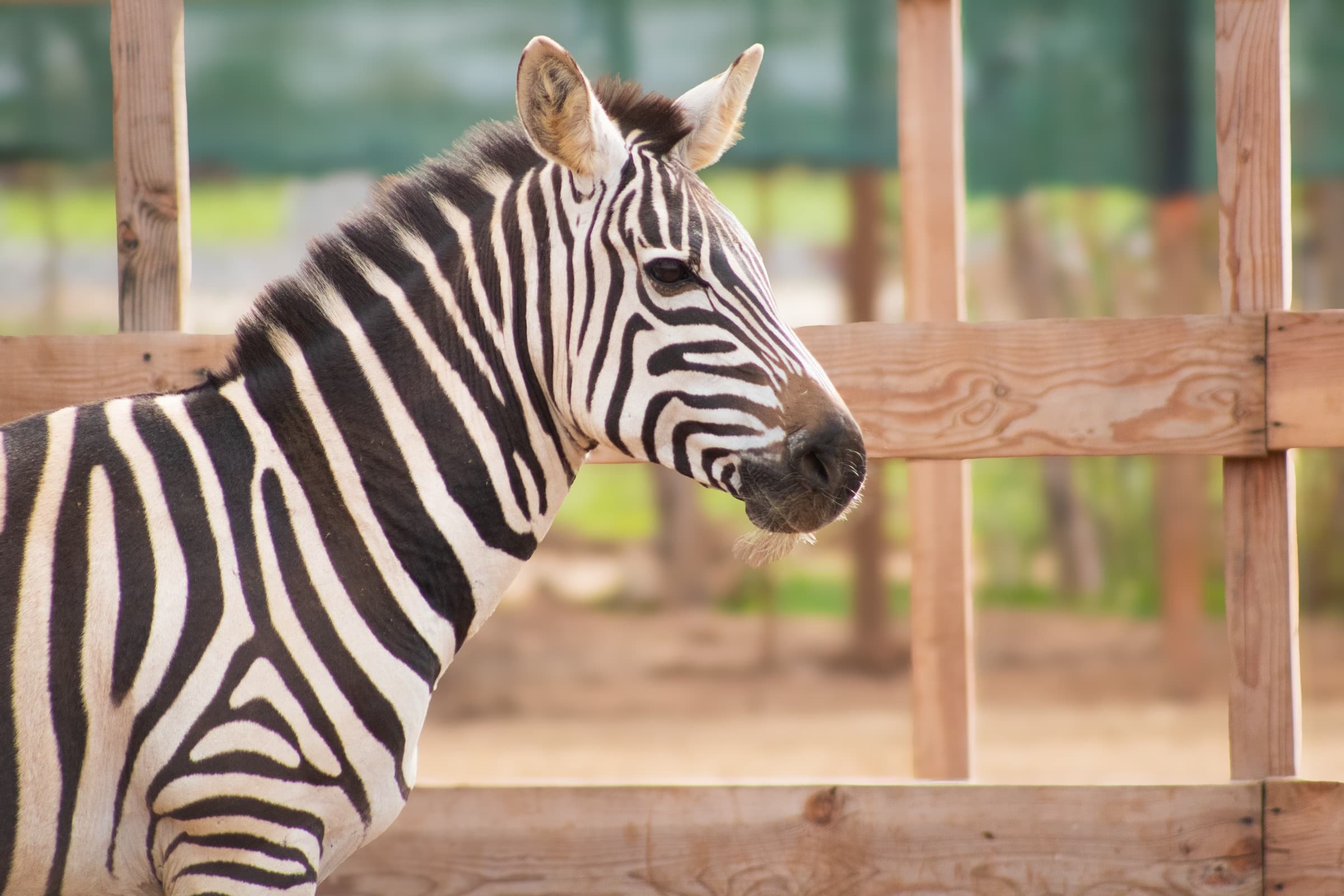 Cebras · Safari Park · Cebra de Grant en PAIPAI