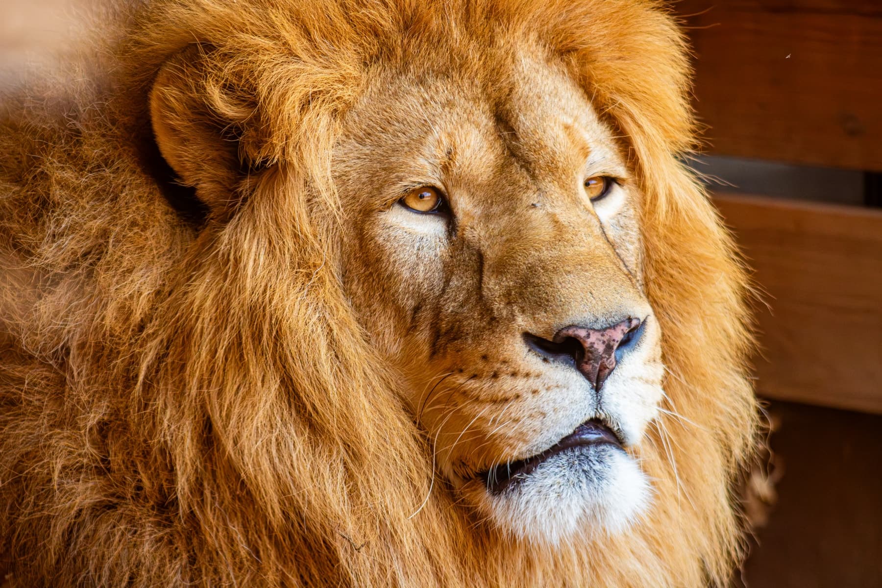 León descansando en su hábitat en PAIPAI