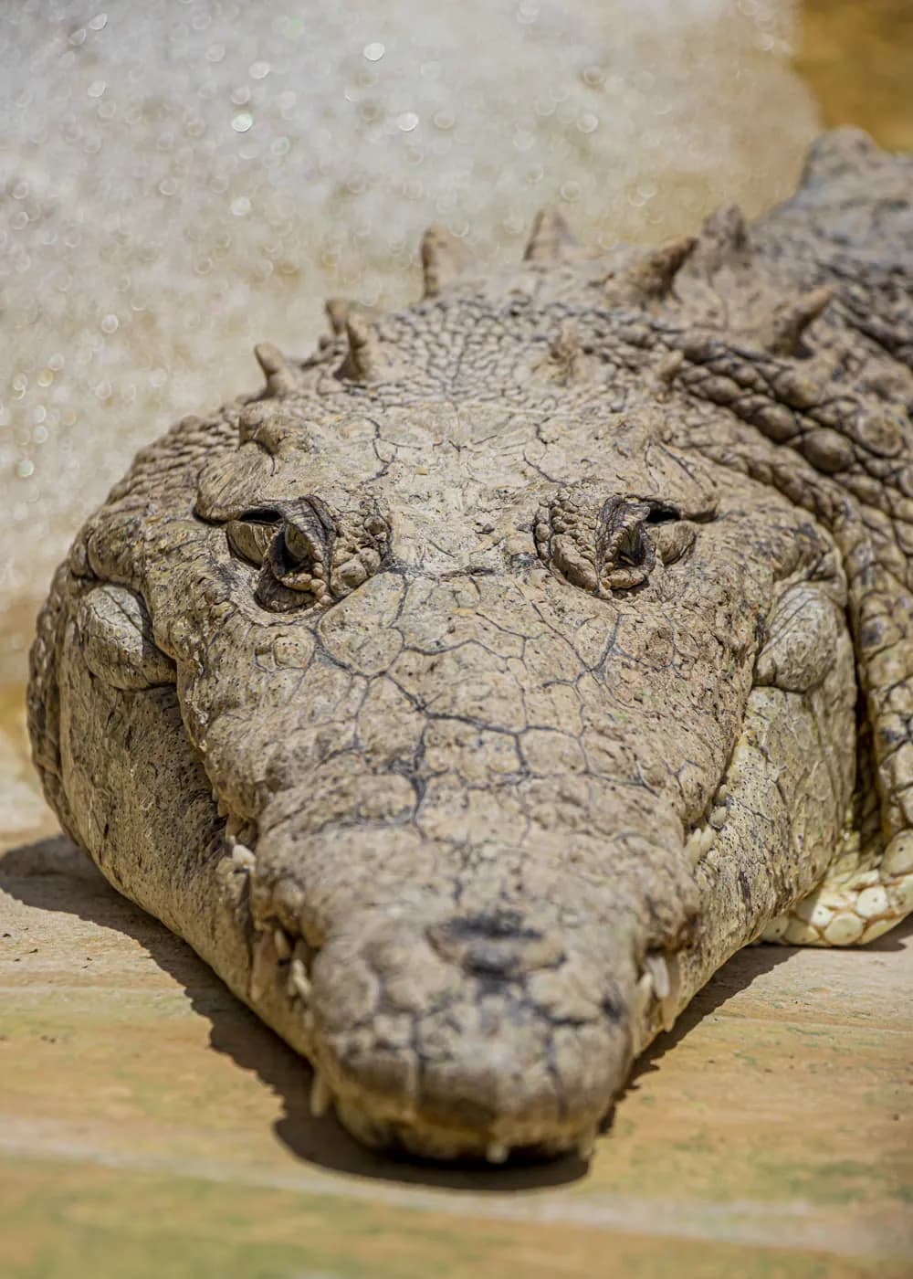 Cocodrilo de pantano · Crocodylus moreletii