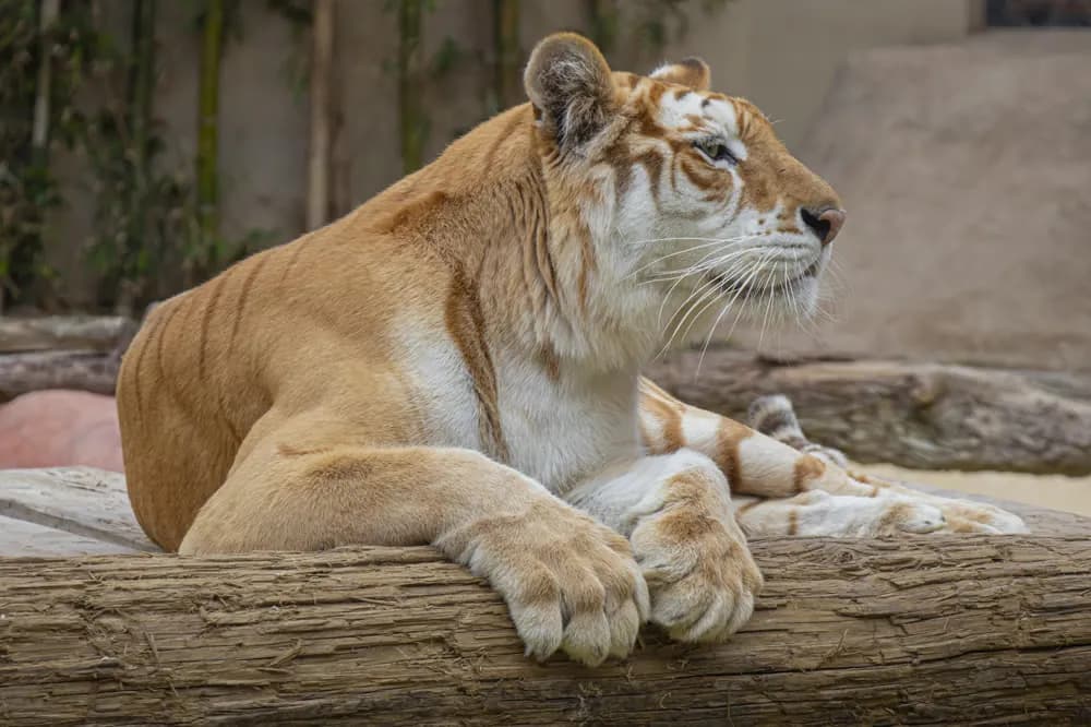 Tigre dorado · Panthera tigris tigris