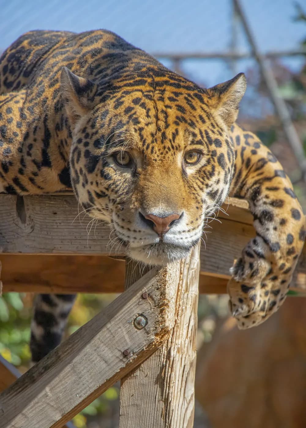 Jaguar · Panthera onca