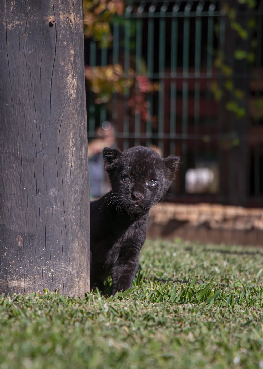 Jaguar melánico · Panthera onca