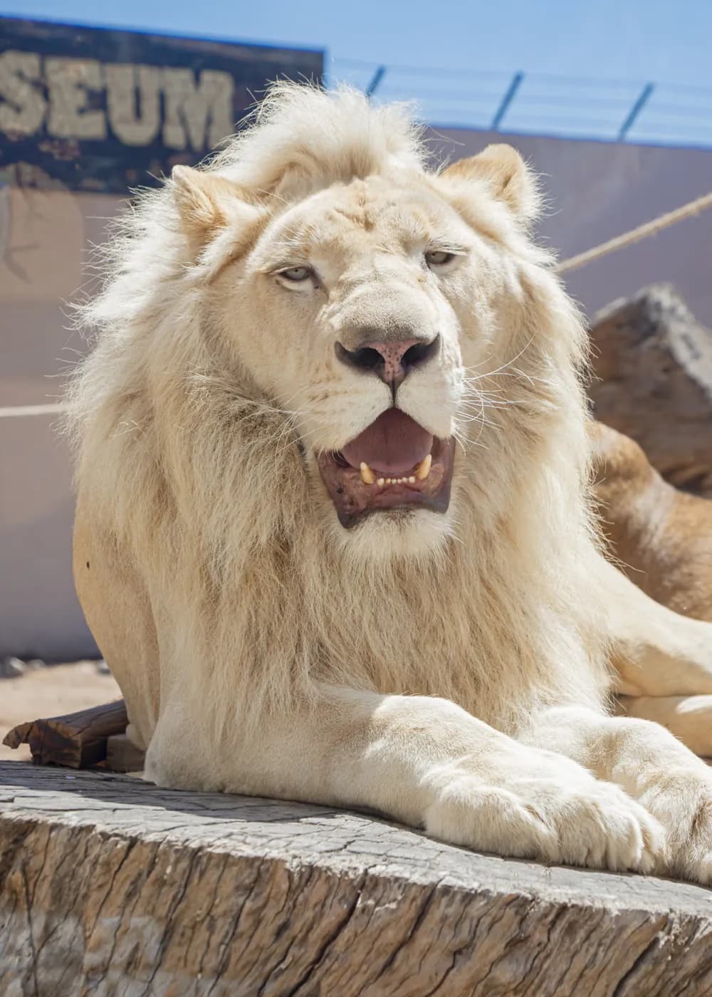 León blanco · Panthera leo